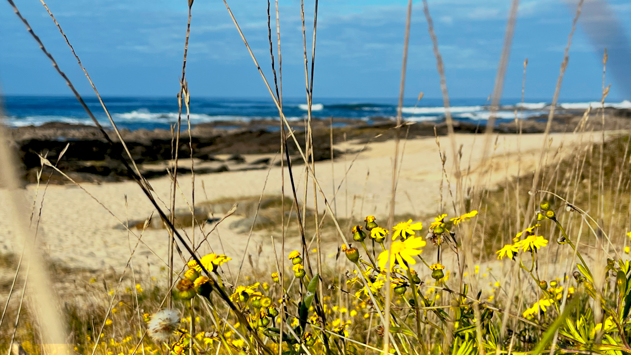 northen beach yellow daisy